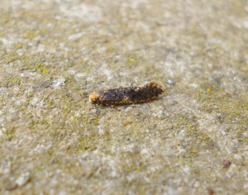 Monopis sp.